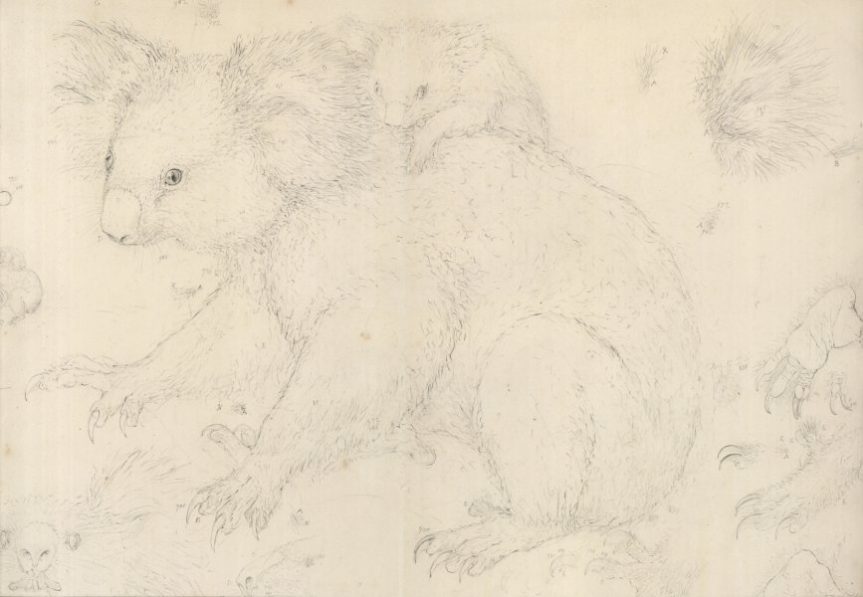 Ferdinand Lucas Bauer Ausstellung im Naturhistorischen Museum Wien
